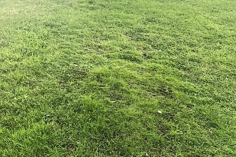 Husqvarna Automower® Hybrid Grass
